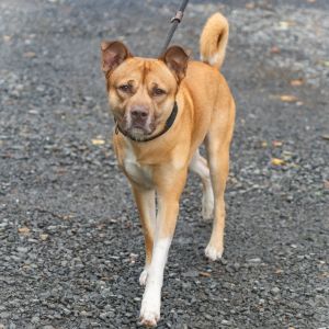 Benji, Adult Male unknown