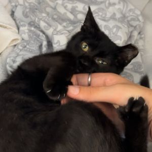 Angus Burger, Baby Male unknown