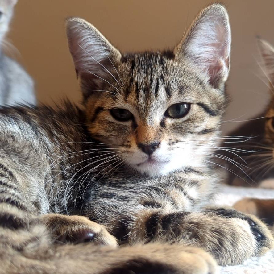 Hazelnut, an adoptable Domestic Short Hair in Lions Bay, BC, V0N 2E0 | Photo Image 1