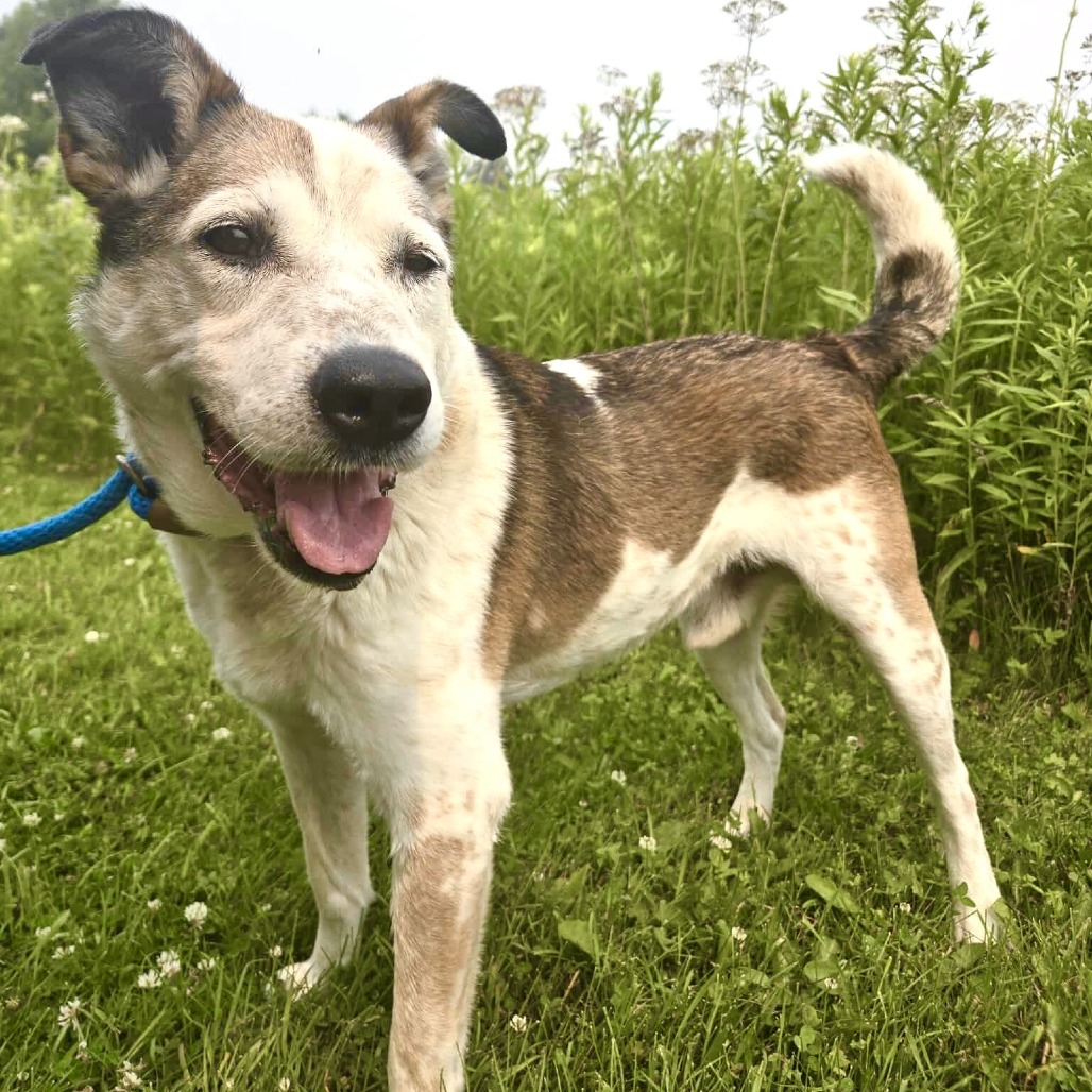 Chief, an adoptable Australian Cattle Dog / Blue Heeler, Mixed Breed in Park Falls, WI, 54552 | Photo Image 1