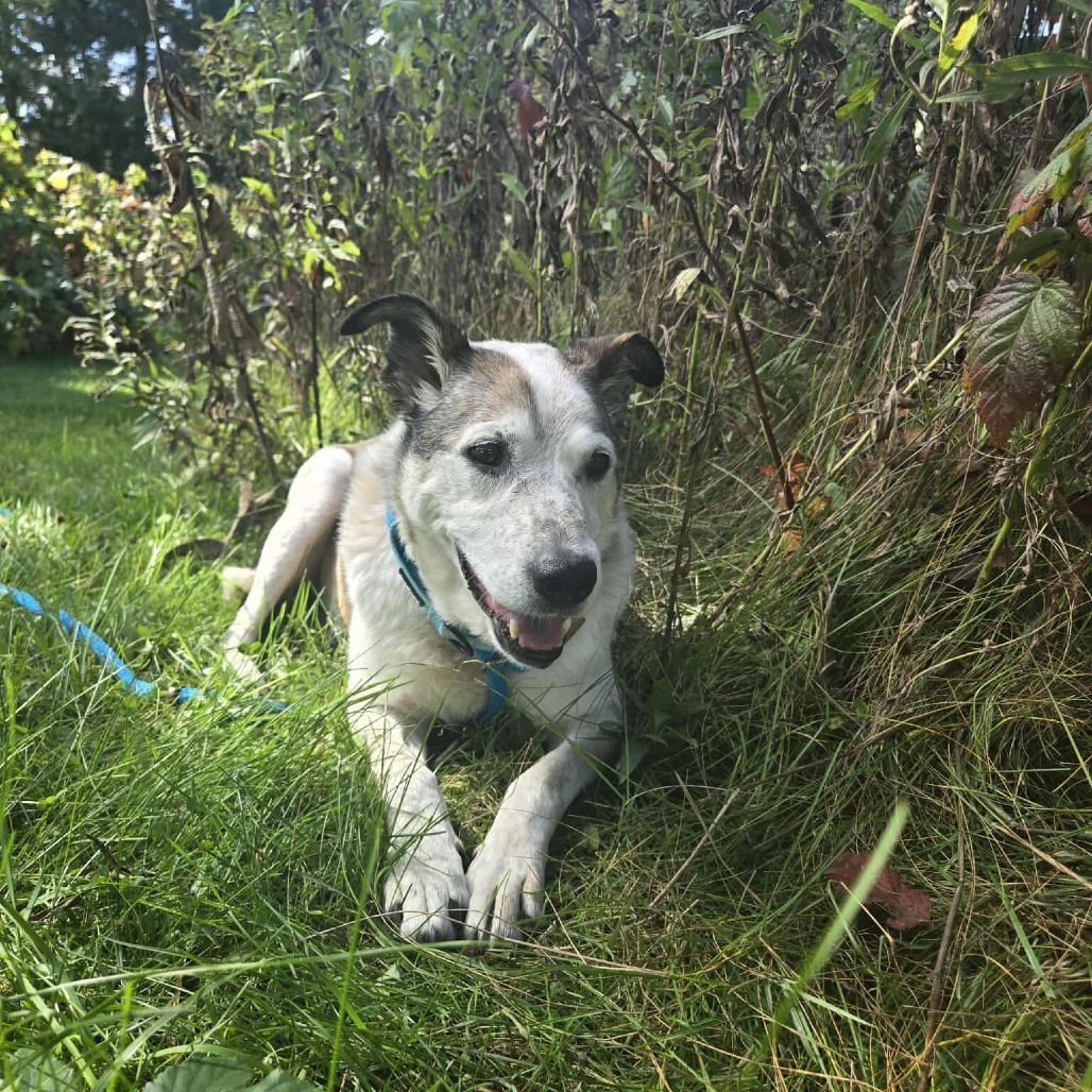 Chief, an adoptable Australian Cattle Dog / Blue Heeler, Mixed Breed in Park Falls, WI, 54552 | Photo Image 1