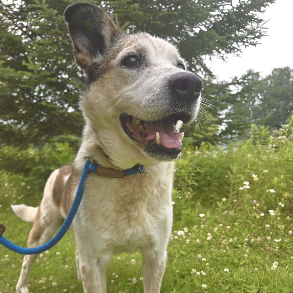 Chief, an adoptable Australian Cattle Dog / Blue Heeler, Mixed Breed in Park Falls, WI, 54552 | Photo Image 2