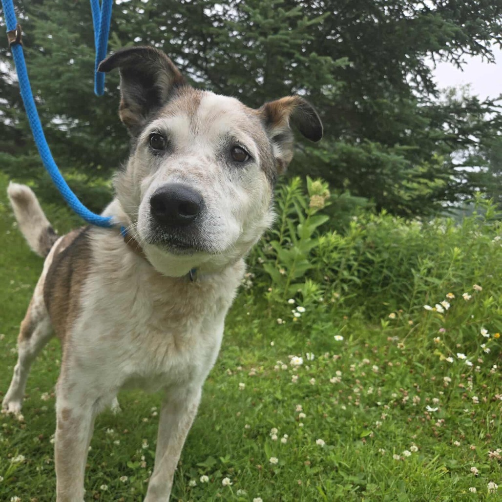 Chief, an adoptable Australian Cattle Dog / Blue Heeler, Mixed Breed in Park Falls, WI, 54552 | Photo Image 4