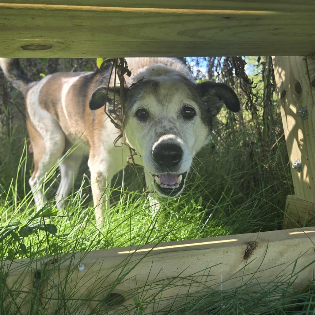 Chief, an adoptable Australian Cattle Dog / Blue Heeler, Mixed Breed in Park Falls, WI, 54552 | Photo Image 5