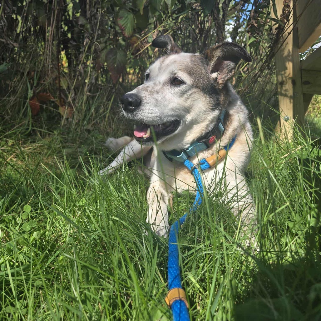 Chief, an adoptable Australian Cattle Dog / Blue Heeler, Mixed Breed in Park Falls, WI, 54552 | Photo Image 6