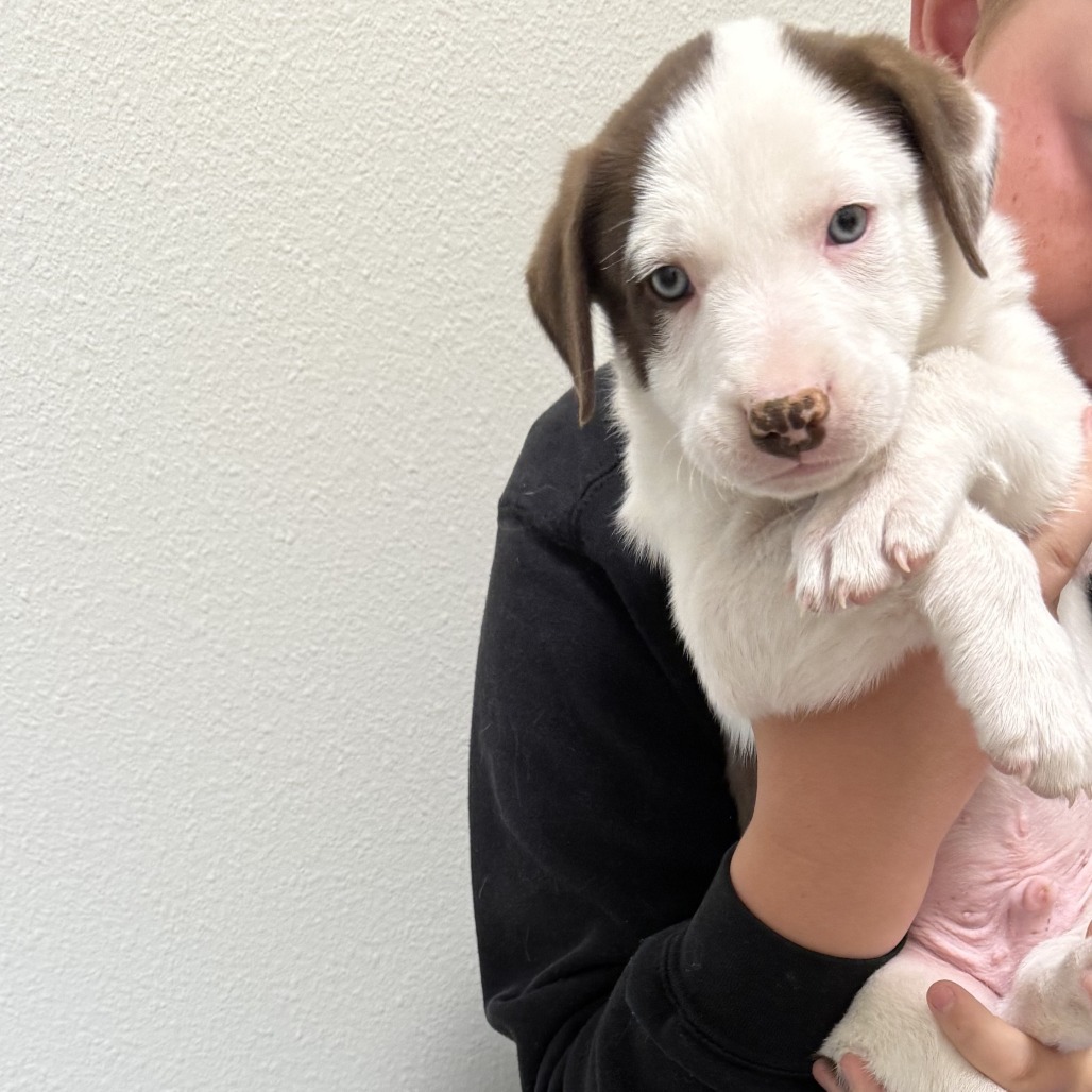 Gunner, an adoptable Mixed Breed in Cody, WY, 82414 | Photo Image 1