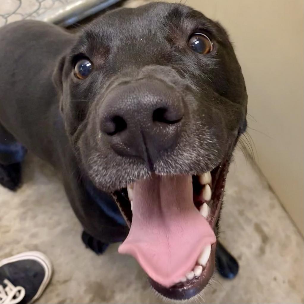 Gator, an adoptable Black Labrador Retriever in Cody, WY, 82414 | Photo Image 1