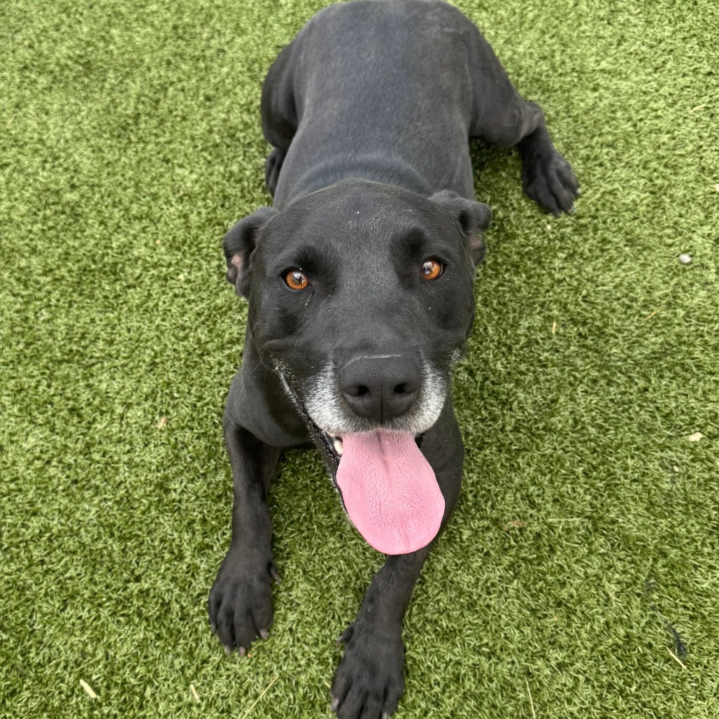 Gator, an adoptable Black Labrador Retriever in Cody, WY, 82414 | Photo Image 1