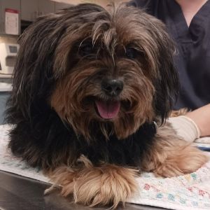 Meatball, Senior Male unknown