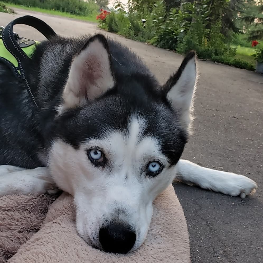 Koda, an adoptable Husky in Duluth, MN, 55803 | Photo Image 1