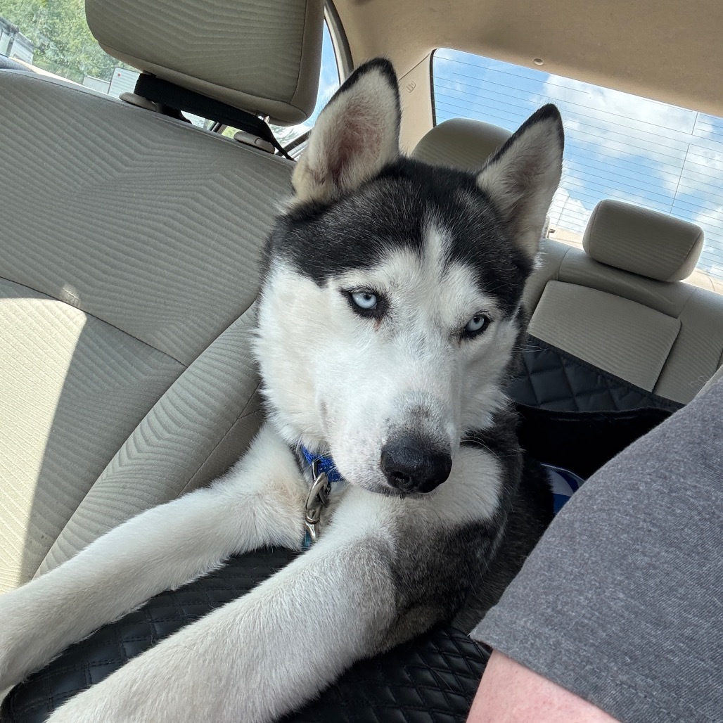 Koda, an adoptable Husky in Duluth, MN, 55803 | Photo Image 2