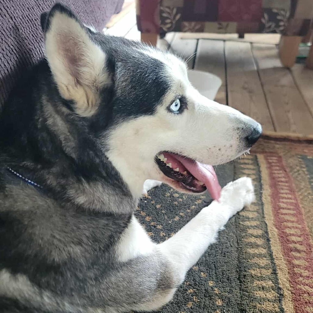 Koda, an adoptable Husky in Duluth, MN, 55803 | Photo Image 3