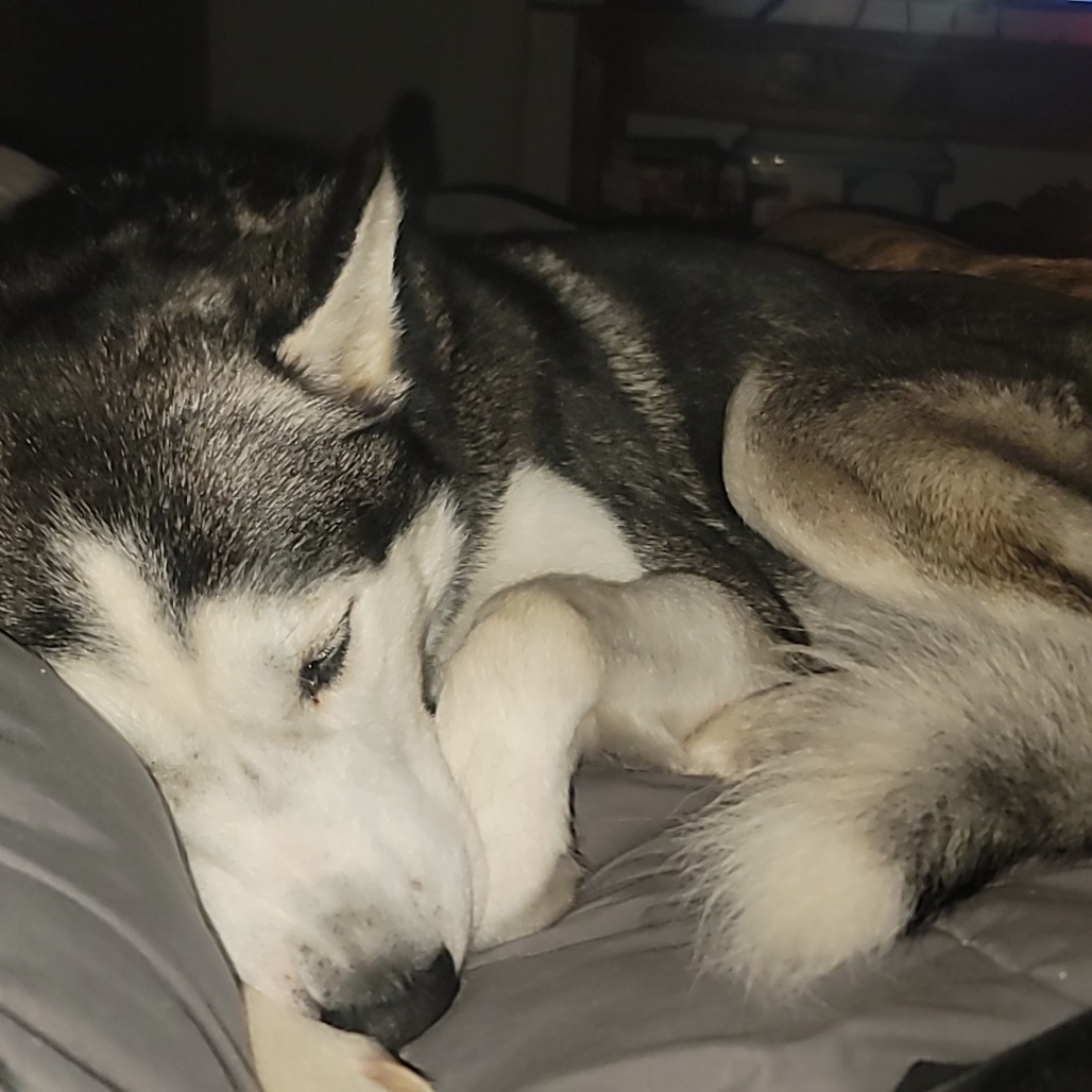 Koda, an adoptable Husky in Duluth, MN, 55803 | Photo Image 4