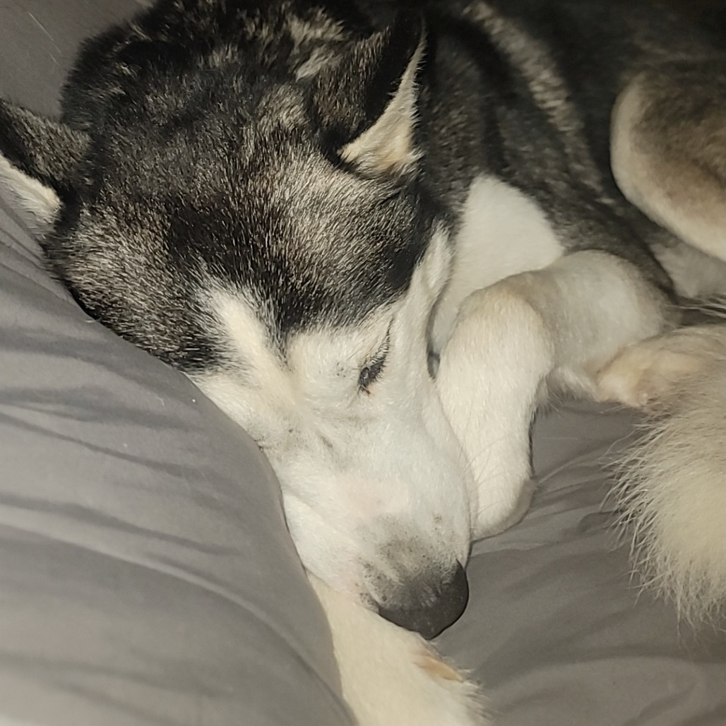 Koda, an adoptable Husky in Duluth, MN, 55803 | Photo Image 5