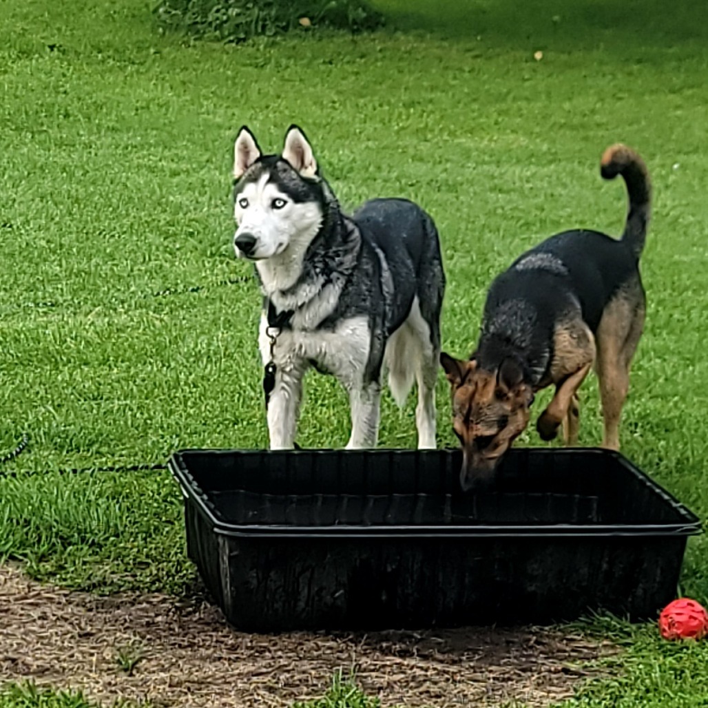 Koda, an adoptable Husky in Duluth, MN, 55803 | Photo Image 6
