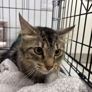 Belle Domestic Long Hair Cat