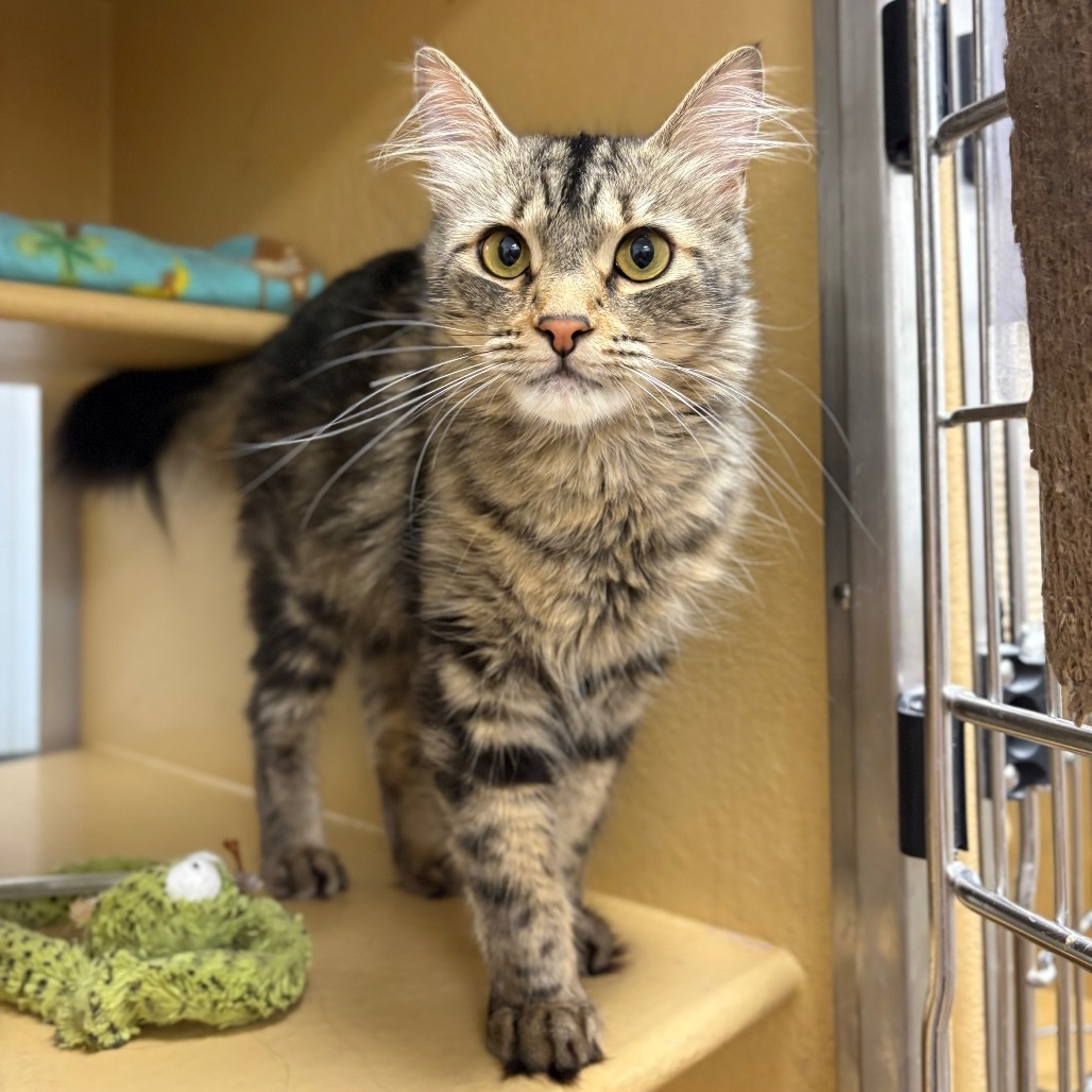 Belle, an adoptable Domestic Long Hair in Spokane, WA, 99217 | Photo Image 1