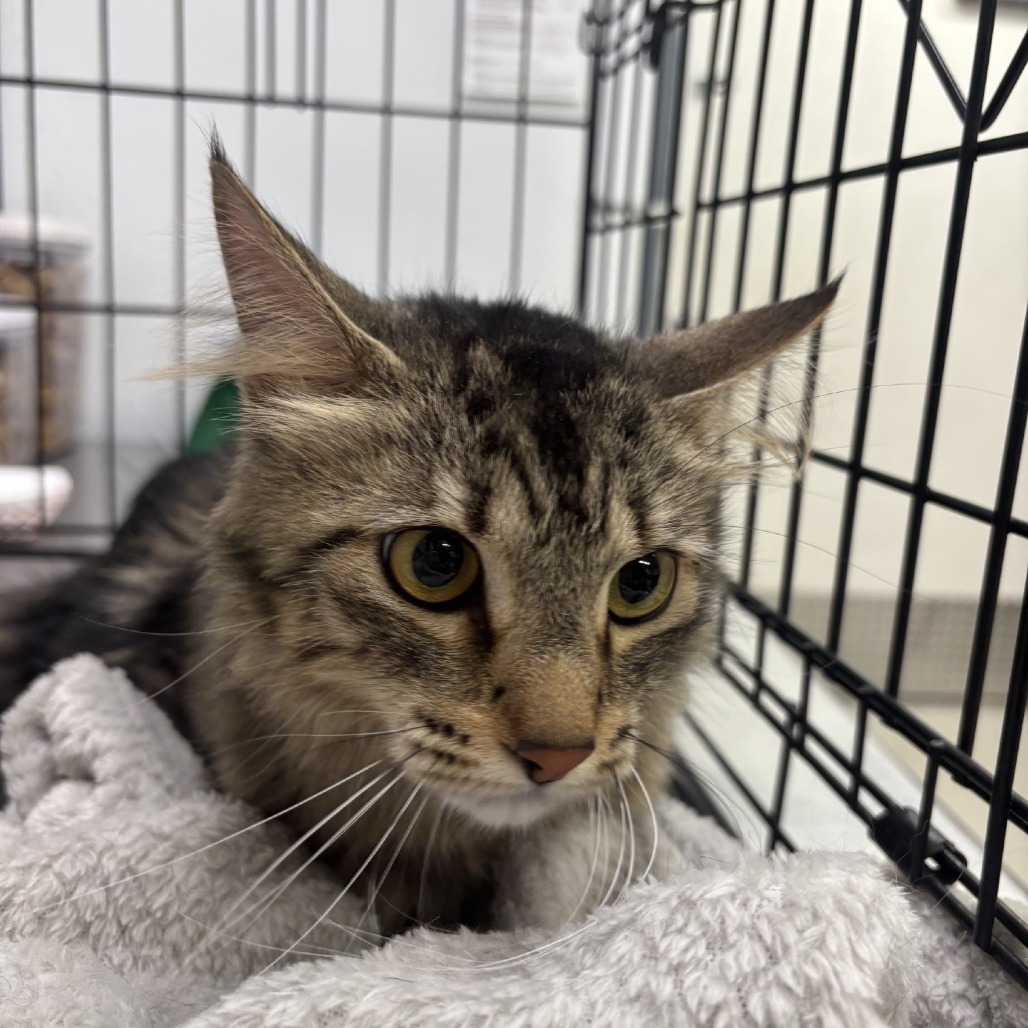 Belle, an adoptable Domestic Long Hair in Spokane, WA, 99217 | Photo Image 2