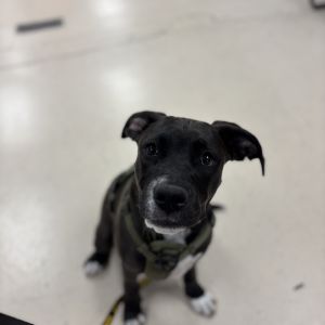 Gabby Mixed Breed Dog