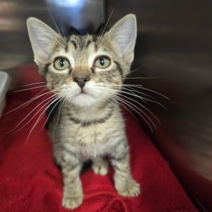 Filbert Domestic Short Hair Cat