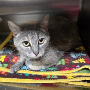 Tiger Domestic Short Hair Cat