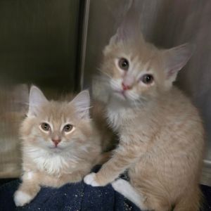 Lafayette Domestic Short Hair Cat