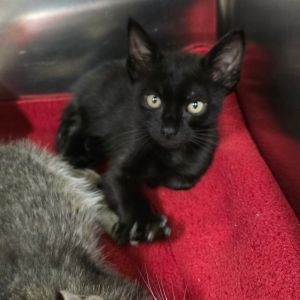 Fava Greens Domestic Short Hair Cat