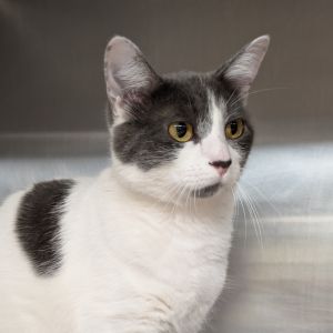 Shiloh Domestic Short Hair Cat