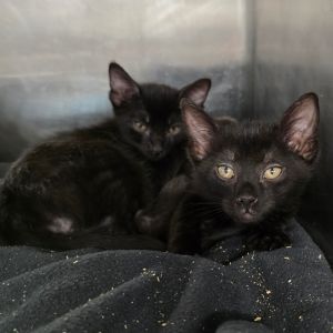 Fig Domestic Short Hair Cat