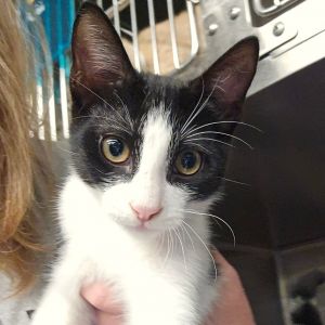 Lolo Domestic Short Hair Cat
