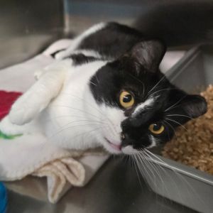 Jersey Domestic Short Hair Cat