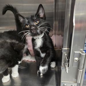 Tammy Dumont Domestic Short Hair Cat