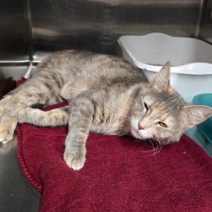 Evangeline Domestic Short Hair Cat