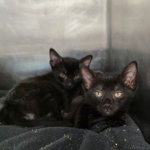 Fox Grape Domestic Short Hair Cat