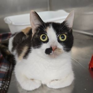 Martha Domestic Short Hair Cat