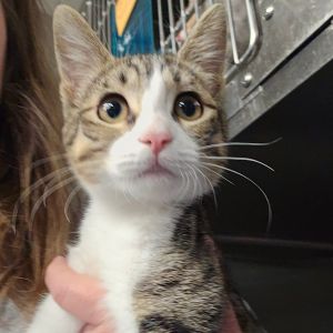 Liza Domestic Short Hair Cat