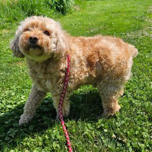 Bentley, Senior Male unknown