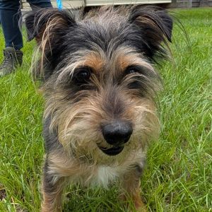 Bearington 'Bear' Yorkshire Terrier Dog