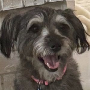 Lila Rose (Zyra) Schnauzer Dog
