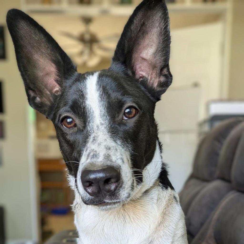 Benny