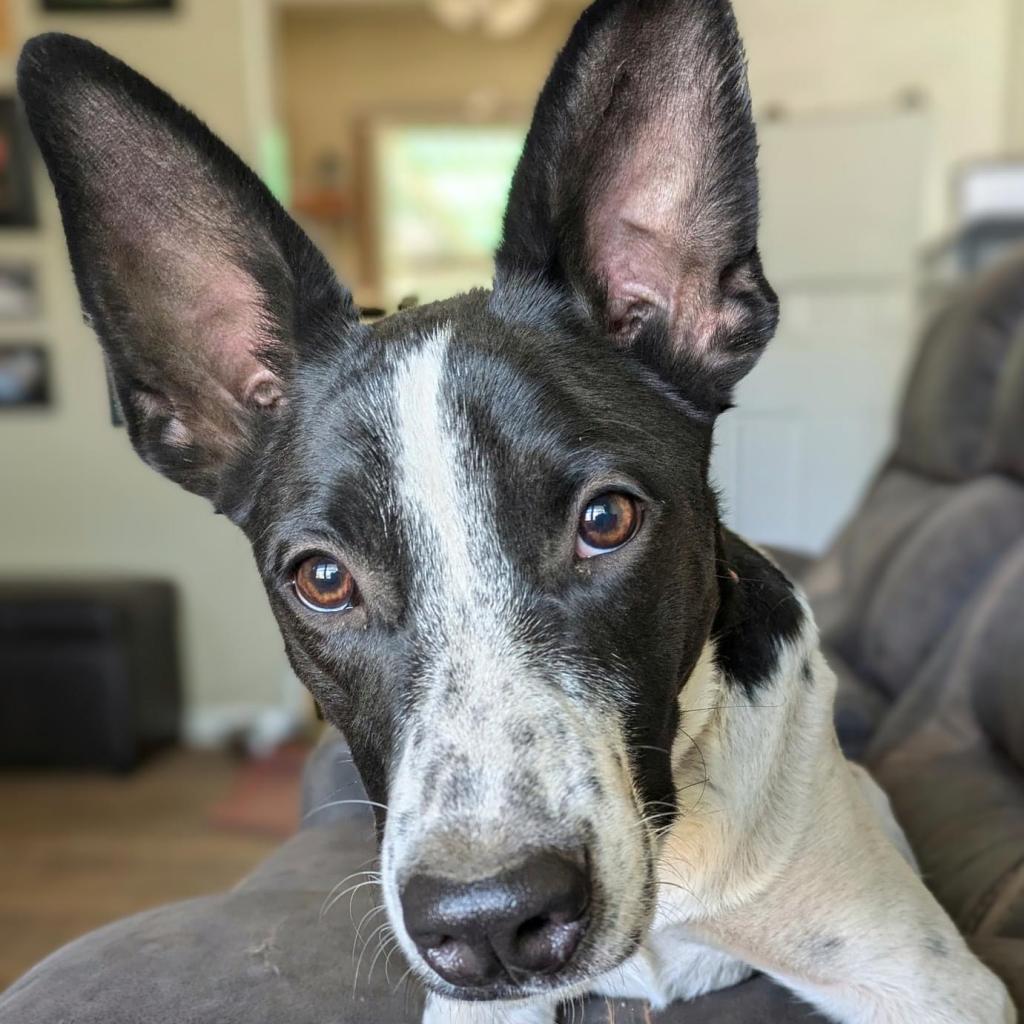 Benny
