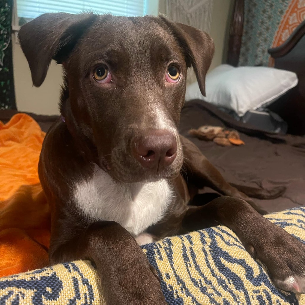 Hazel