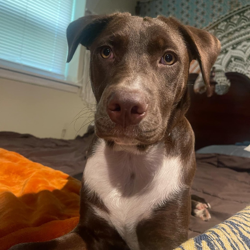 Hazel