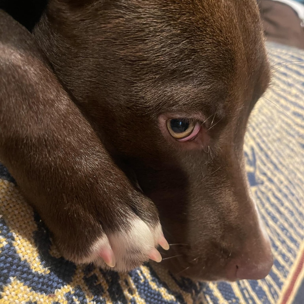 Hazel