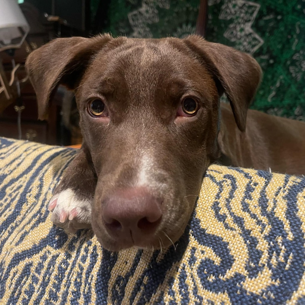 Hazel