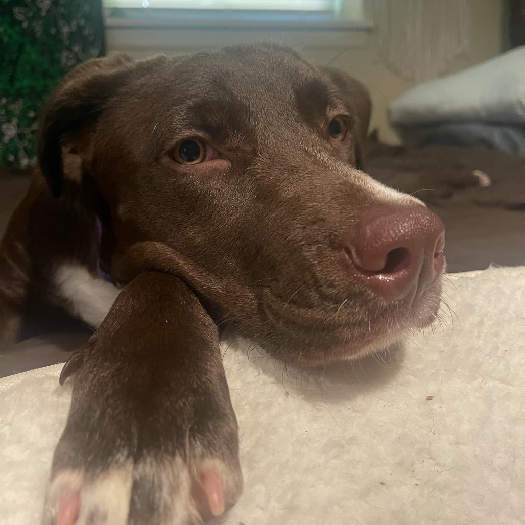 Hazel