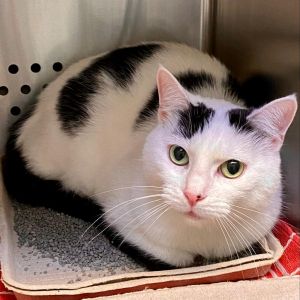 Angelina, Senior Female unknown