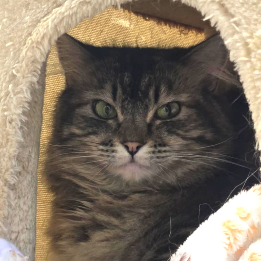 Mavis, an adoptable Domestic Long Hair in Sheridan, WY, 82801 | Photo Image 1
