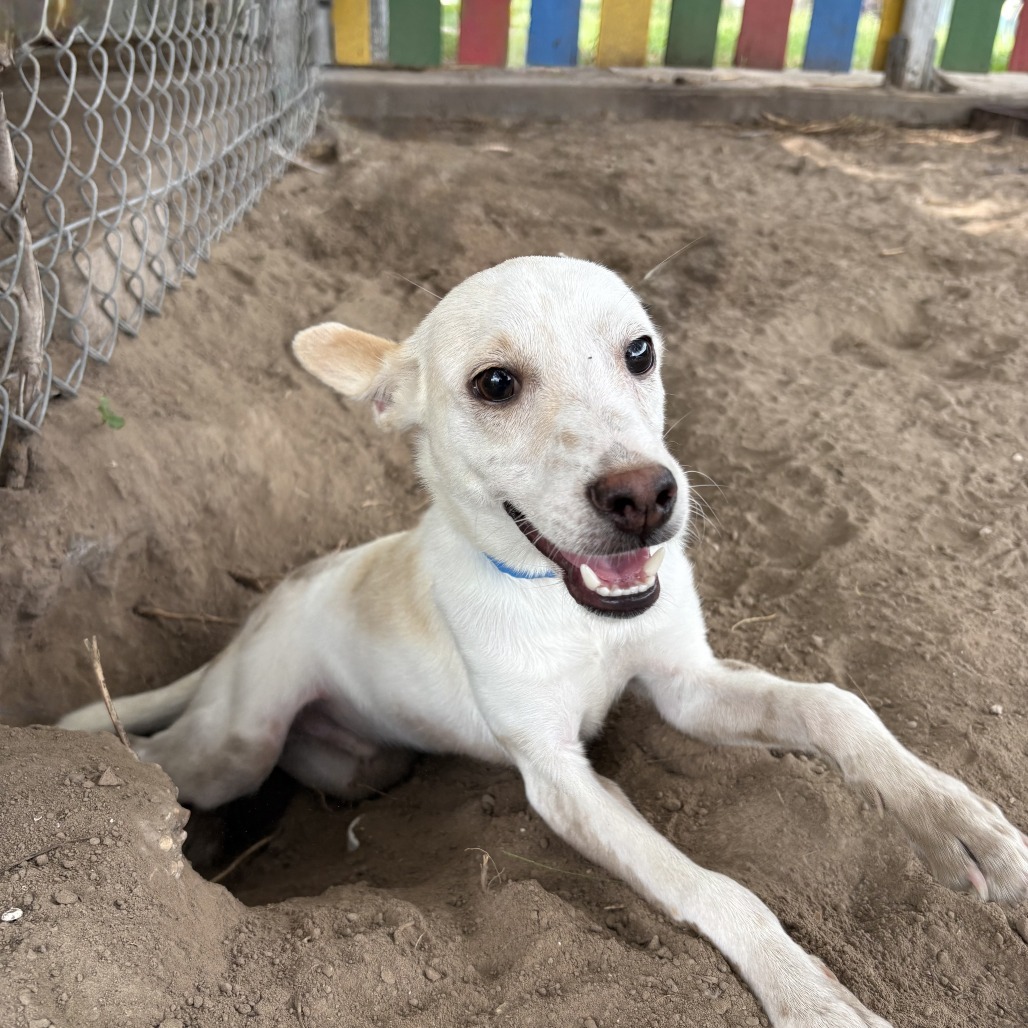 Roy, an adoptable Chihuahua, Mixed Breed in Laredo, TX, 78041 | Photo Image 3