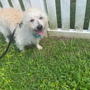 Marley, Senior Male unknown